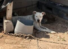 DEMUESTRAN REYNOSENSES CORAZÓN SOLIDARIO CON LA VIDA ANIMAL