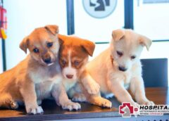 CELEBRA EL DÍA DE LOS CACHORROS CON LOS SERVICIOS DEL HOSPITAL VETERINARIO DE REYNOSA
